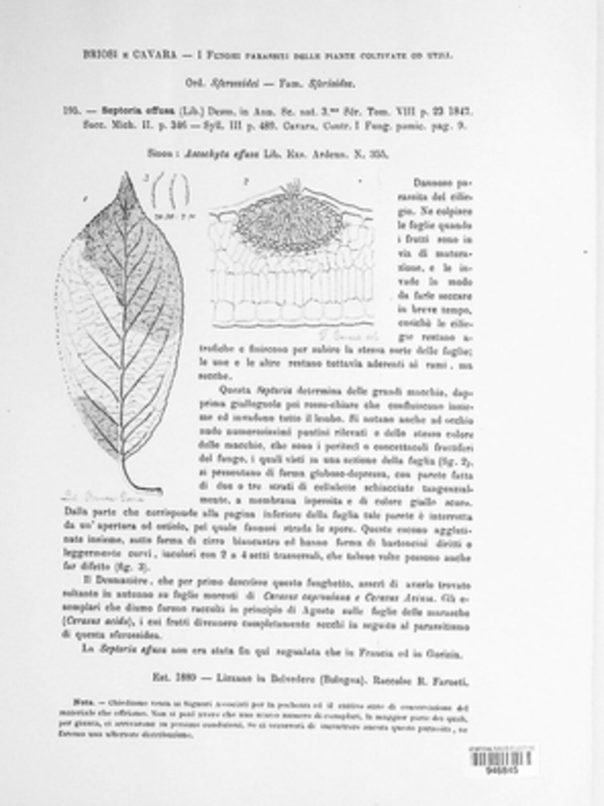 Apiognomonia erythrostoma image